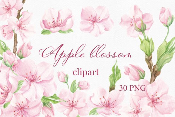 Download Watercolor Apple Blossom, Sakura Clipart - Premium Resources