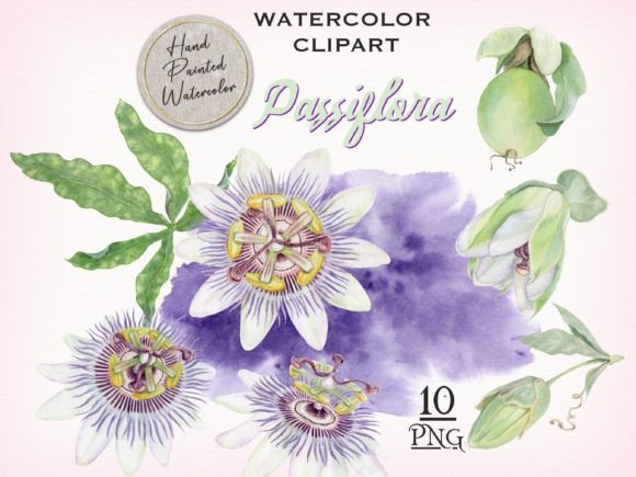 Download Passion Flower Watercolor Clipart - Passion Collection
