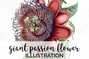 Download Giant Passion Flower - Passion Collection