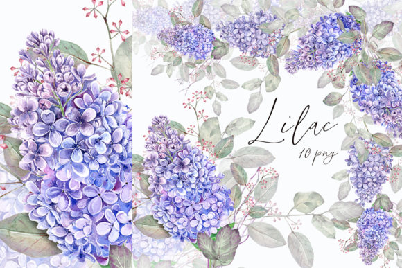 Download Lilac Clipart - Lilac Collection