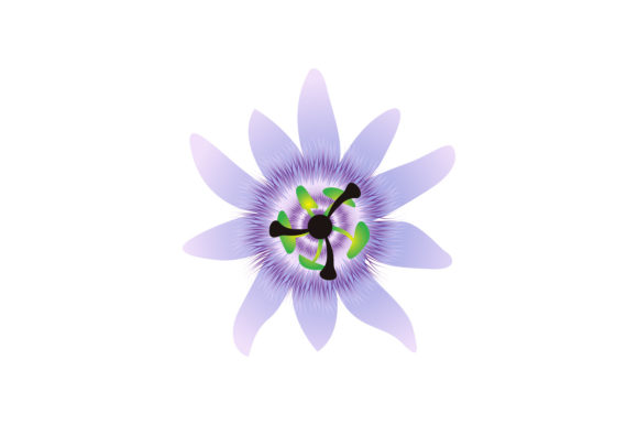 Download Passion Flowers Vector - Passion Collection